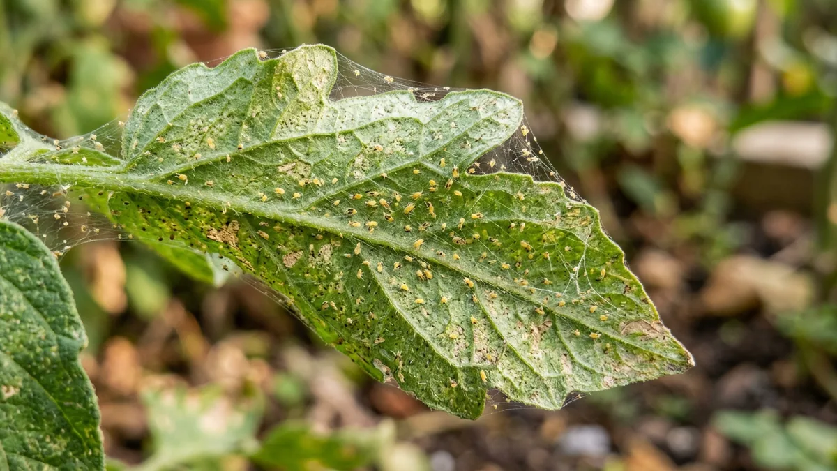 Feine silbrige Gespinste einer Spinnmilbe an einem grünen Blatt.