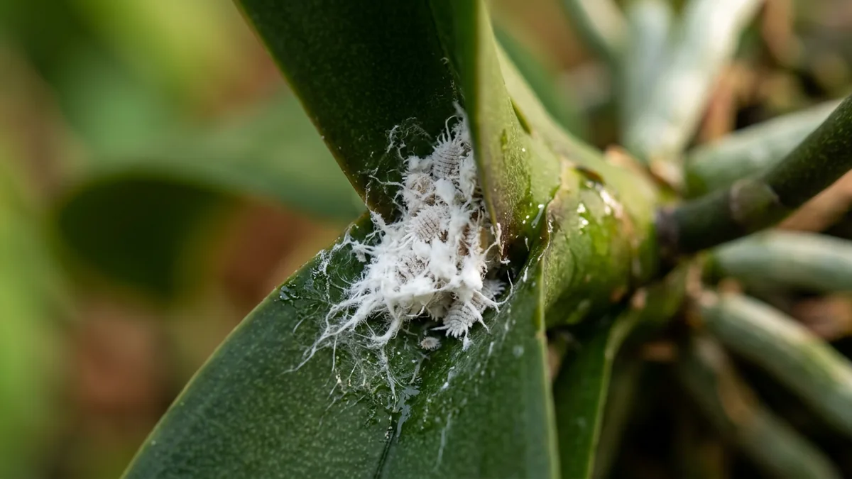 Nahaufnahme von weißen, watteartigen Wollläusen in einer Blattachsel einer Orchidee.