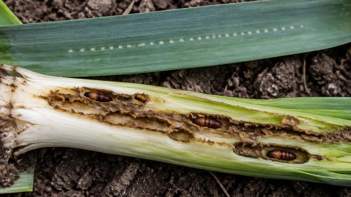 Längs aufgeschnittener Lauchschaft auf Erde mit braunen Fraßgängen und kleinen rotbraunen, tönnchenförmigen Puppen, am Blatt darüber eine gerade Reihe winziger weißer Einstichpunkte