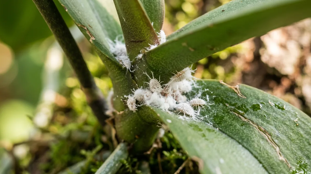 Weiße Wollläuse auf grüner Orchidee