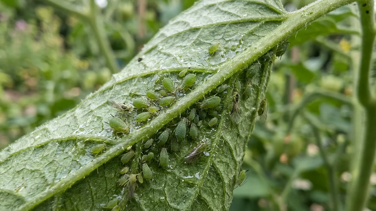 Nahaufnahme von grünen Blattläusen an der Unterseite eines Tomatenblattes.
