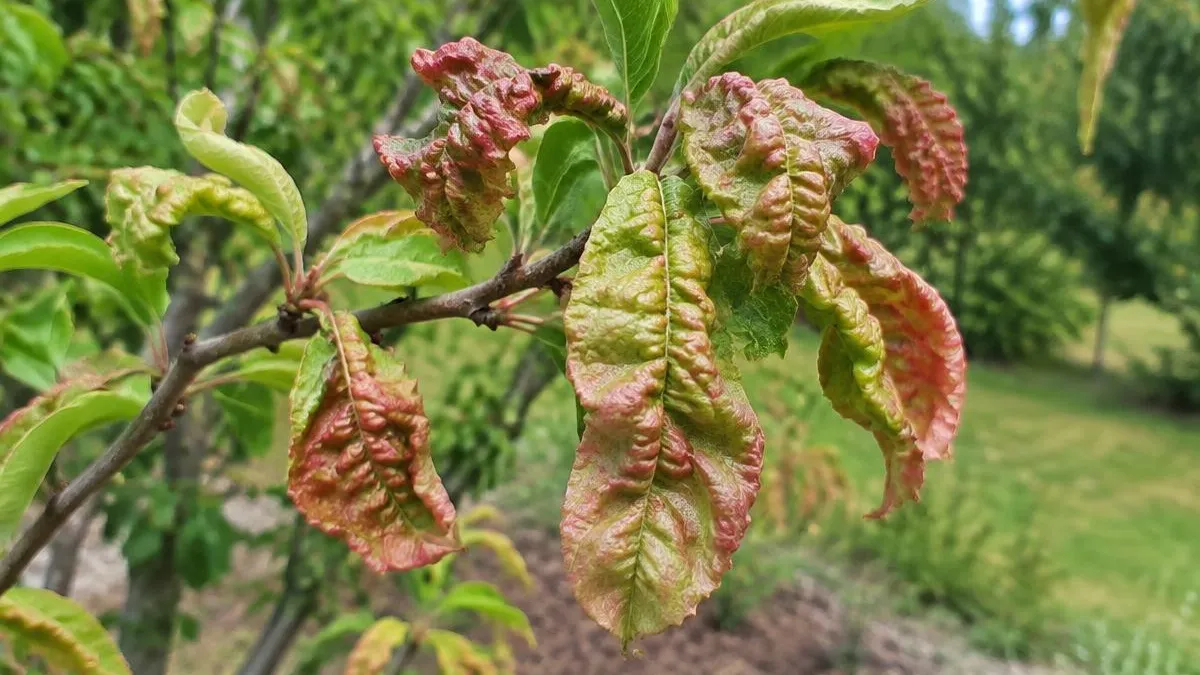 Pfirsichzweig im Frühjahr mit verdickten, stark blasig gewellten, blassgrünen bis rötlich-rosa Blättern