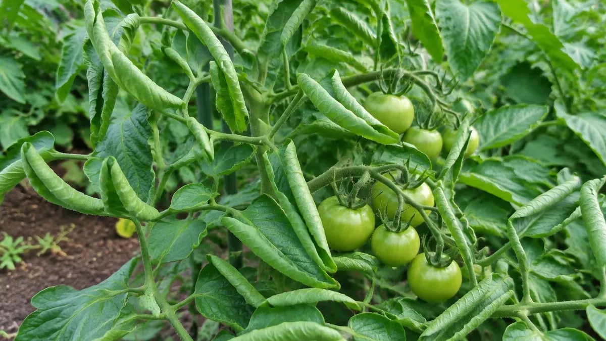 Tomatenpflanze, deren ältere Blätter längs nach oben eingerollt sind, ansonsten grün und gesund, mit grünen Fruchtständen
