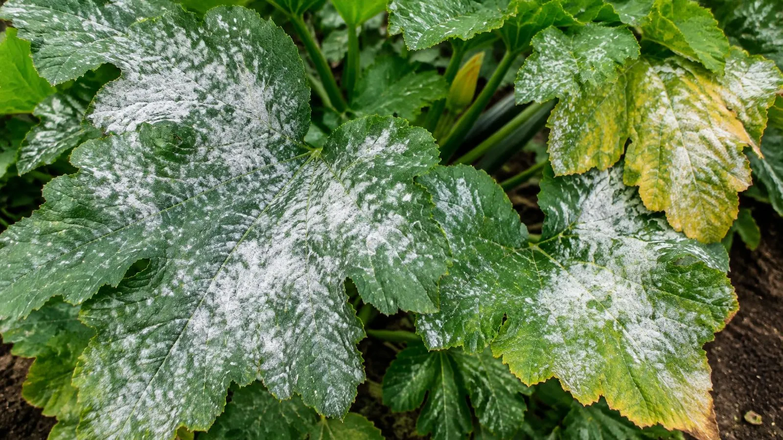 Große Zucchiniblätter mit weißen, mehlartigen Flecken auf der Oberseite, teils zusammenfließend, einige Blätter vergilben