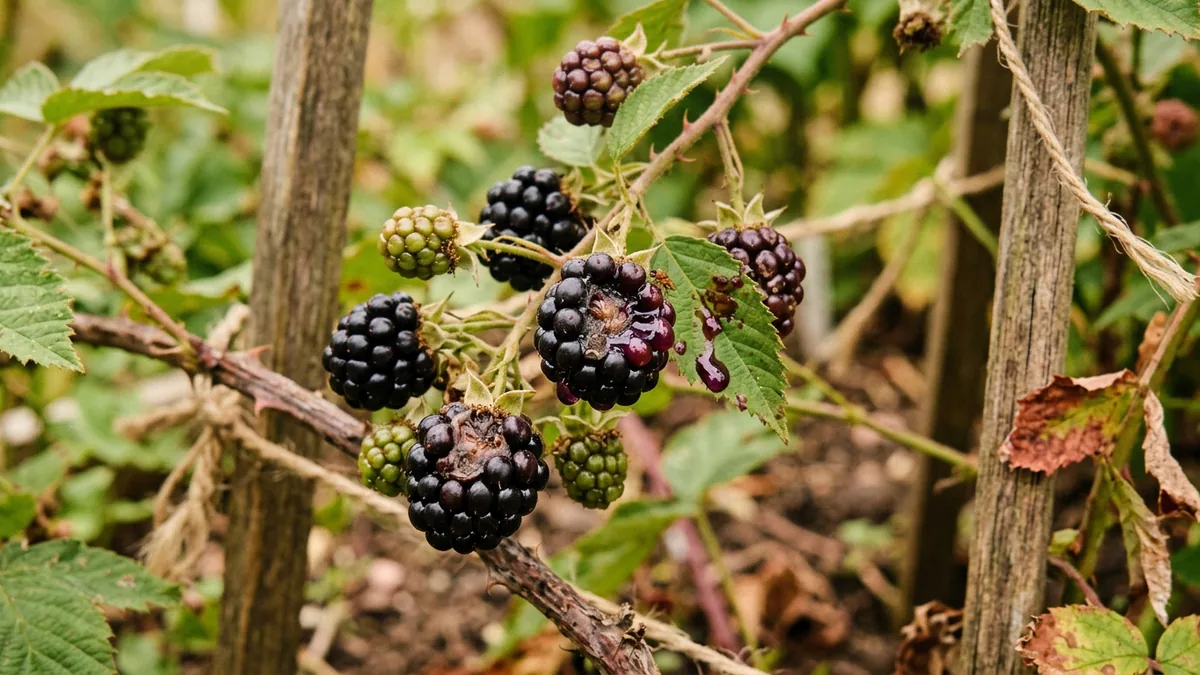 Eingesunkene matschige Stellen an reifen Brombeeren im Garten