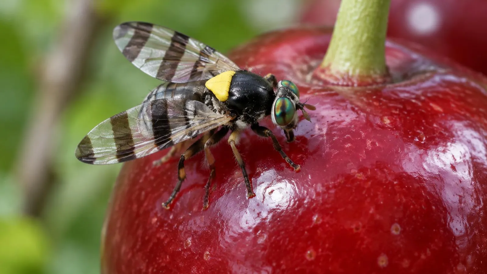 Kirschfruchtfliege mit glänzend schwarzem Körper, gelbem Rückenschildchen, grünen Augen und dunkel gebänderten Flügeln auf einer reifenden roten Kirsche