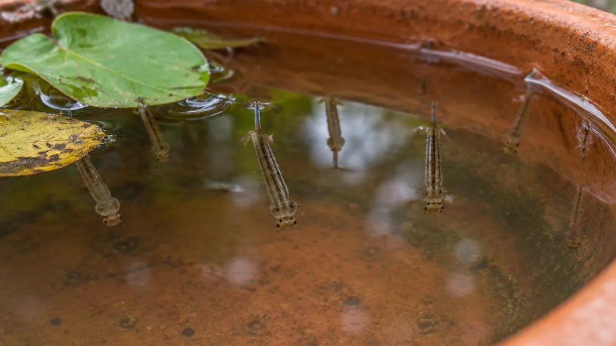 Stehendes Wasser in einem Terrakotta-Untersetzer mit mehreren Mückenlarven, die kopfüber unter der Wasseroberfläche hängen