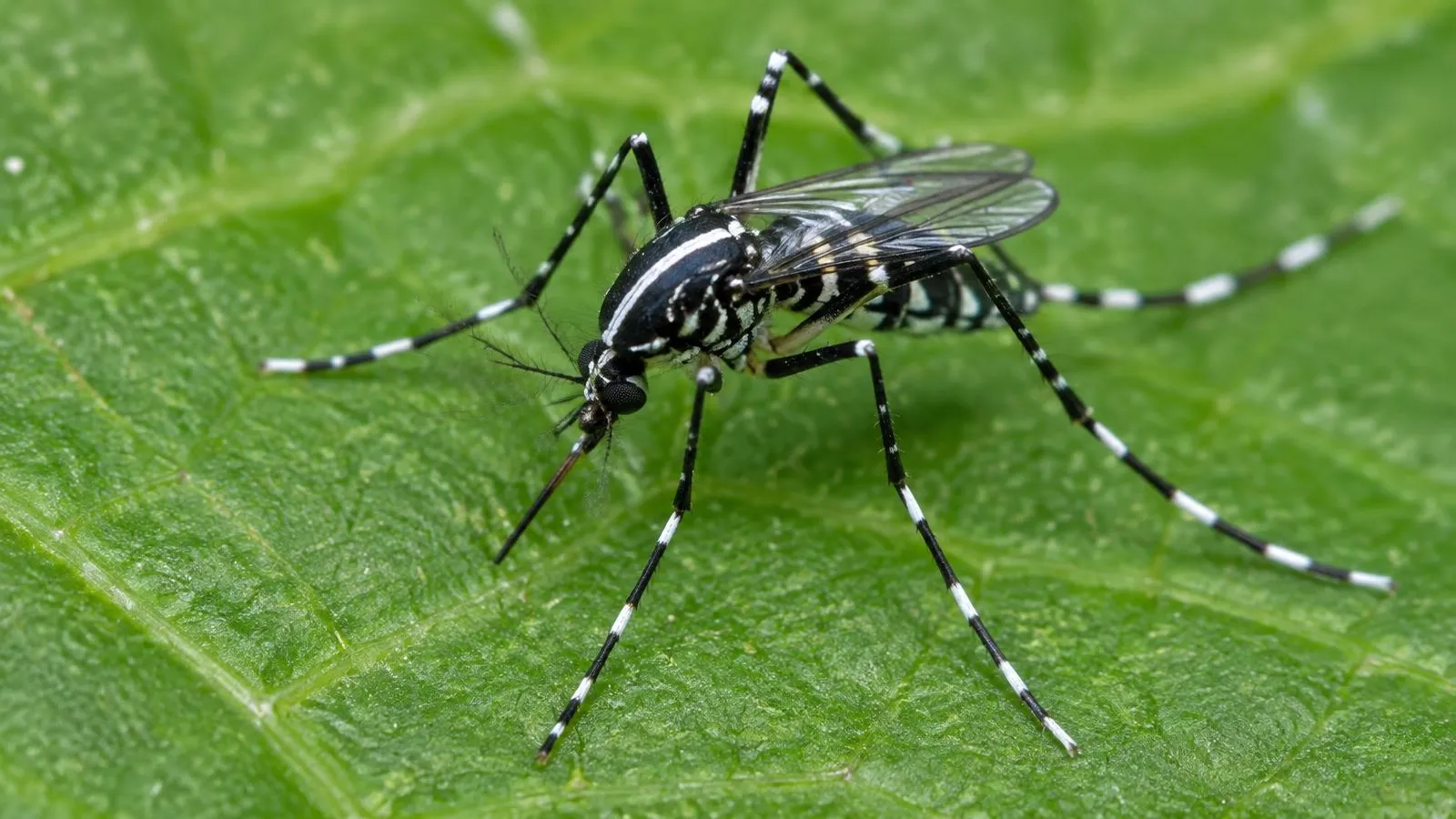 Asiatische Tigermücke auf einem grünen Blatt, schwarz mit weißen Beinringen und einem weißen Längsstreifen mittig auf dem Rücken