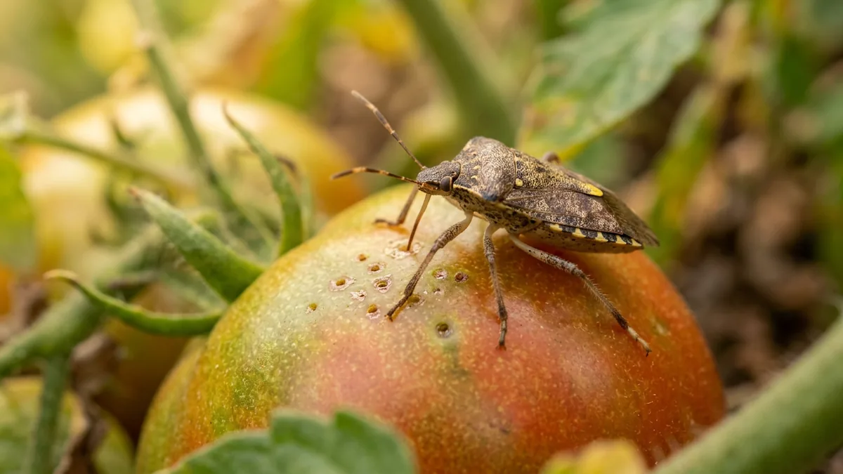 Nahaufnahme einer Marmorierten Baumwanze auf einer Tomatenfrucht mit Einstichstellen.