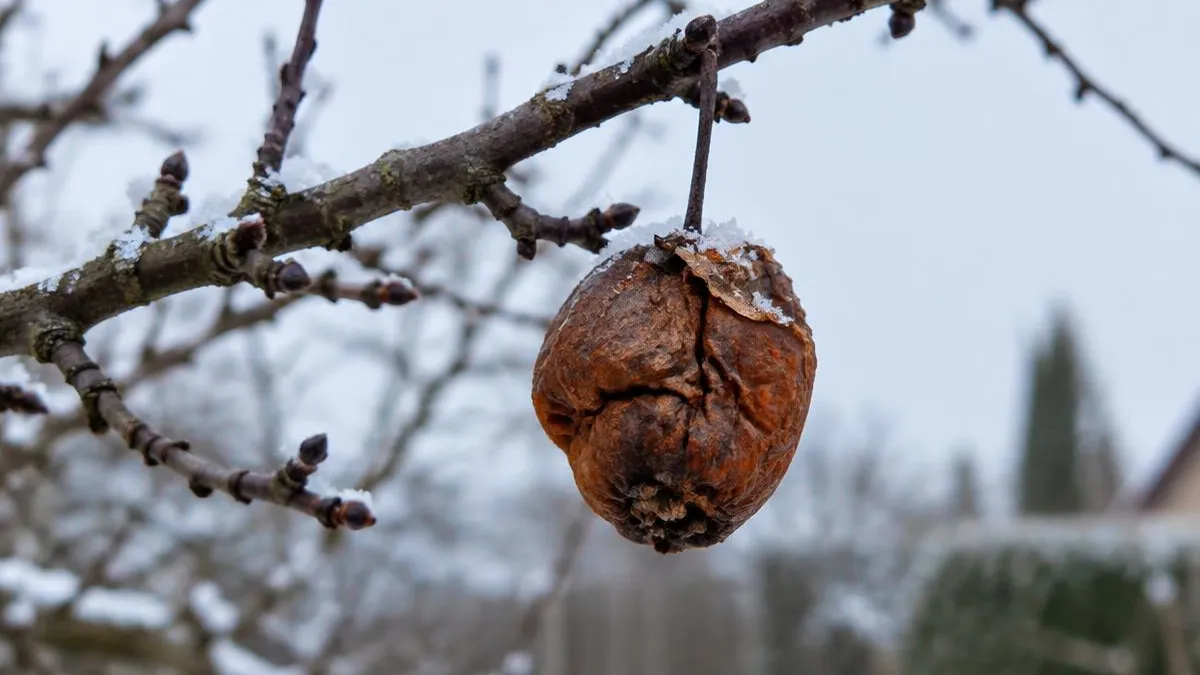 Eingetrocknete braune Apfel-Fruchtmumie an einem kahlen Zweig mit Schneeflocken