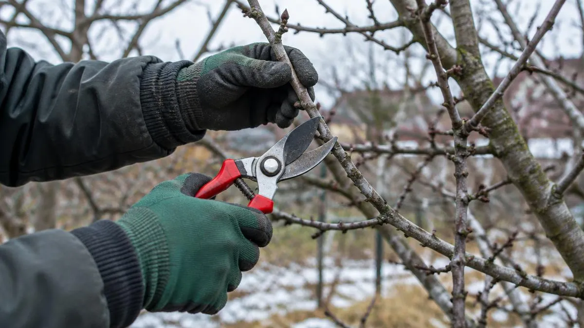 Hände in Handschuhen schneiden mit einer schlichten Gartenschere einen Apfelzweig im Winter